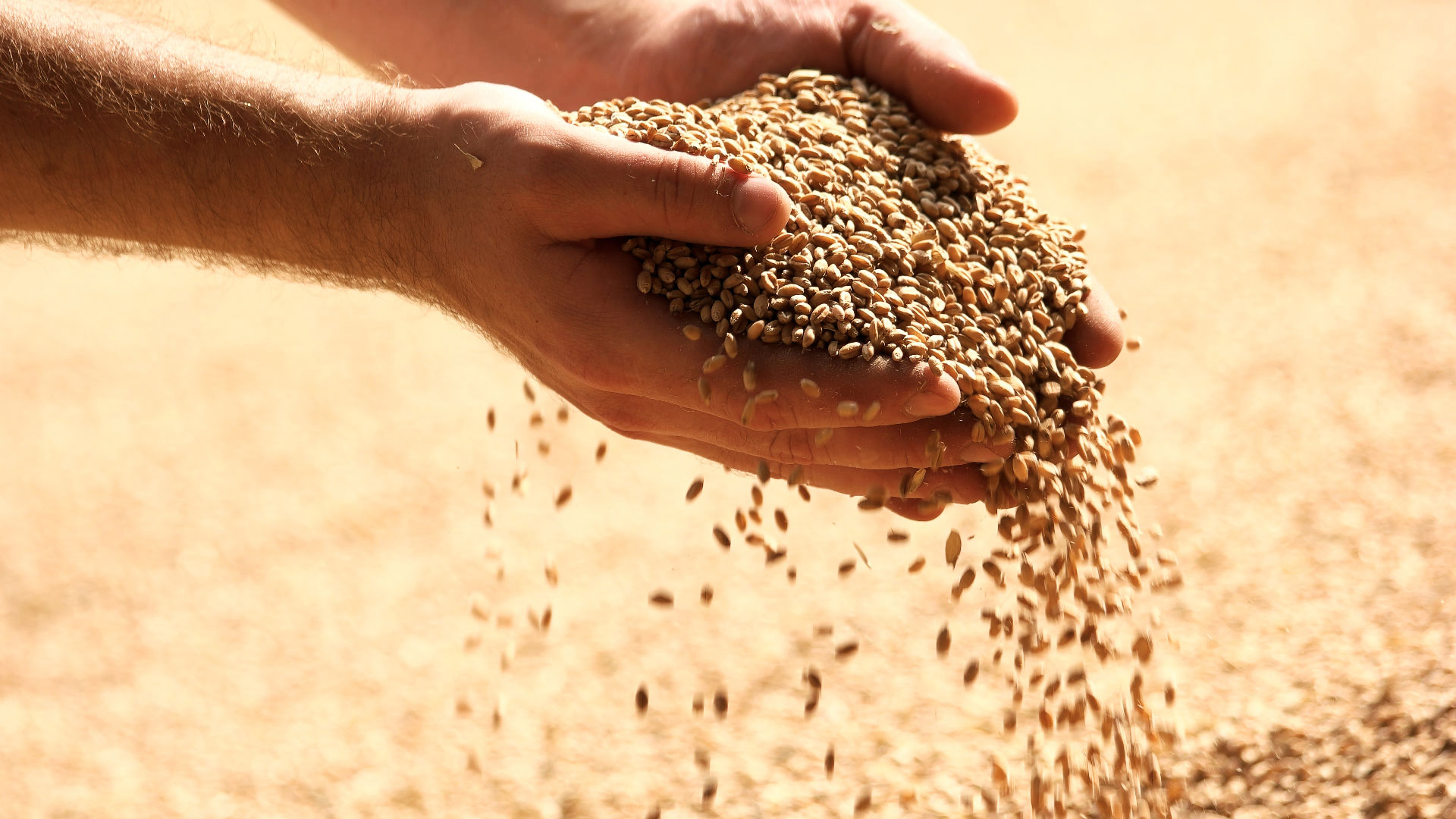 Grain-with-Hands